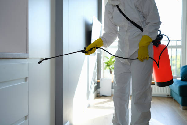 Best White Mold Remediation in Arden Hills, MN