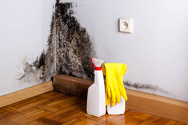 Best Commercial Mold Remediation in Arden Hills, MN
